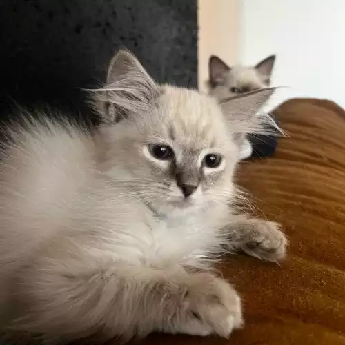 Ragdoll Cat For Sale in Bow Common, Greater London, England