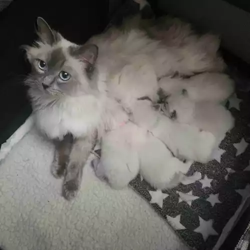 Ragdoll Cat For Sale in Stockport, Greater Manchester, England