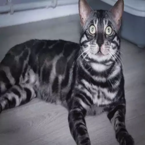 Bengal Cat For Stud in Southampton, Hampshire, England