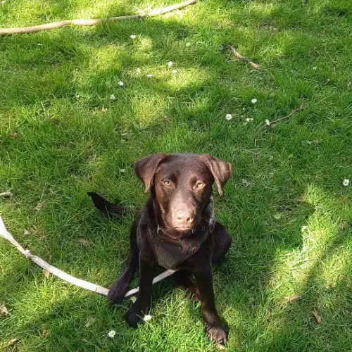 Labrador Retriever Dog For Adoption in Warrington, Cheshire, England