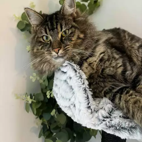Maine Coon Cat For Adoption in Slough