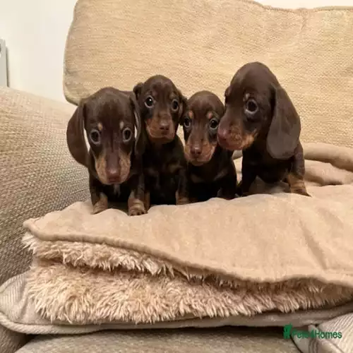 Miniature Dachshund Dog For Sale in Carmarthen / Caerfyrddin, Dyfed