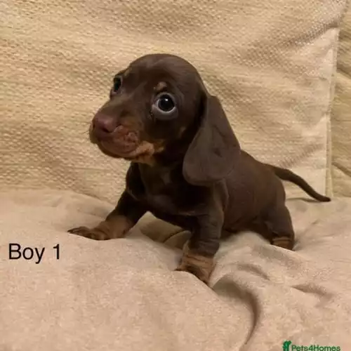 Miniature Dachshund Dog For Sale in Carmarthen / Caerfyrddin, Dyfed