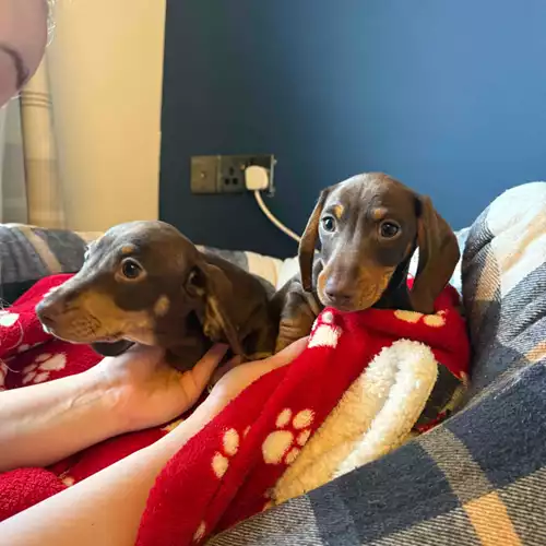 Miniature Dachshund Dog For Sale in Carmarthen / Caerfyrddin, Dyfed