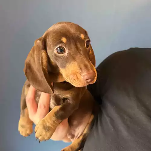 Miniature Dachshund Dog For Sale in Carmarthen / Caerfyrddin, Dyfed