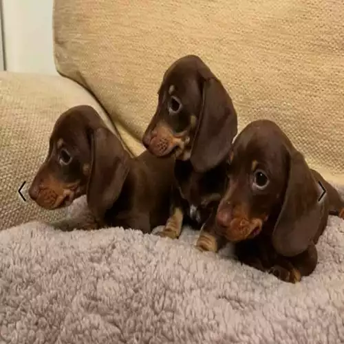 Miniature Dachshund Dog For Sale in Carmarthen / Caerfyrddin, Dyfed