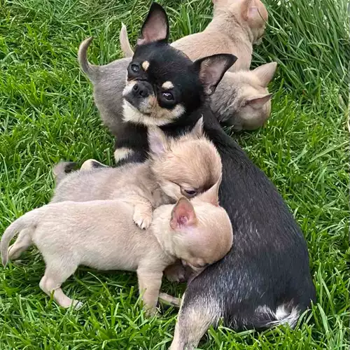 Chihuahua Dog For Sale in Buckingham