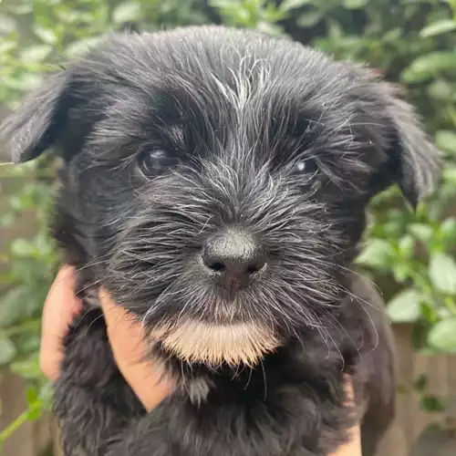 Yorkshire Terrier Dog For Sale in Boston Spa, West Yorkshire, England