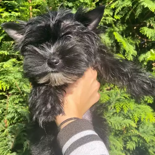 Yorkshire Terrier Dog For Sale in Boston Spa