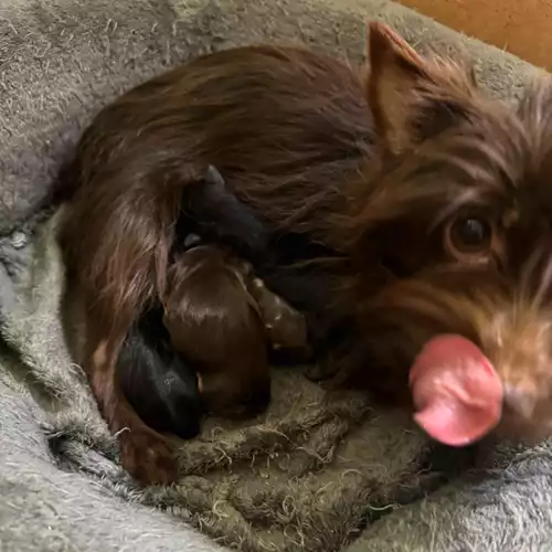 Yorkshire Terrier Dog For Sale in Boston Spa, West Yorkshire, England