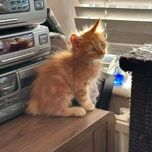 Maine Coon Cat For Sale in Chorley, Lancashire