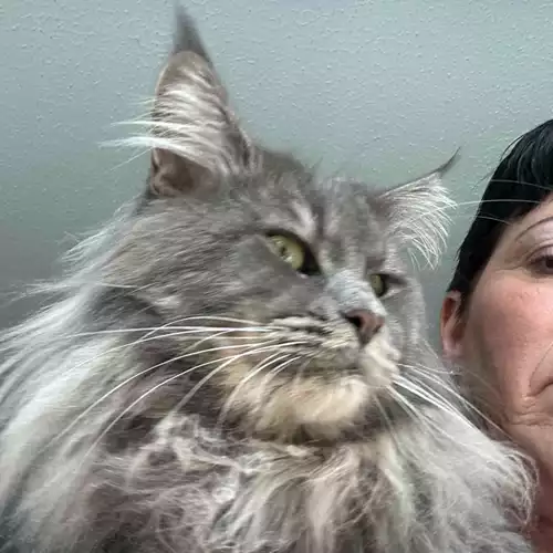 Maine Coon Cat For Sale in Chorley, Lancashire