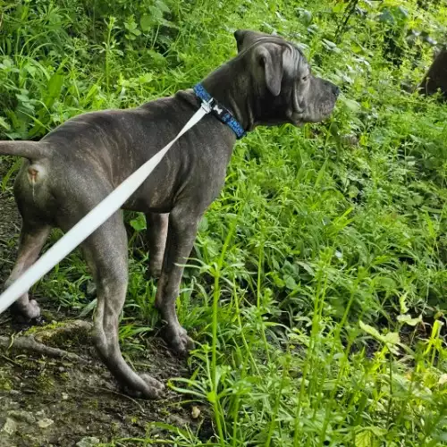 Shar Pei Dog For Adoption in Eastbourne, East Sussex, England