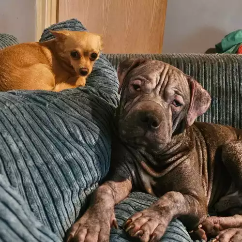 Shar Pei Dog For Adoption in Eastbourne, East Sussex, England