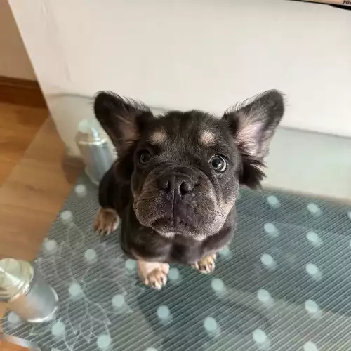 French Bulldog Dog For Sale in Southend-on-Sea, Essex, England