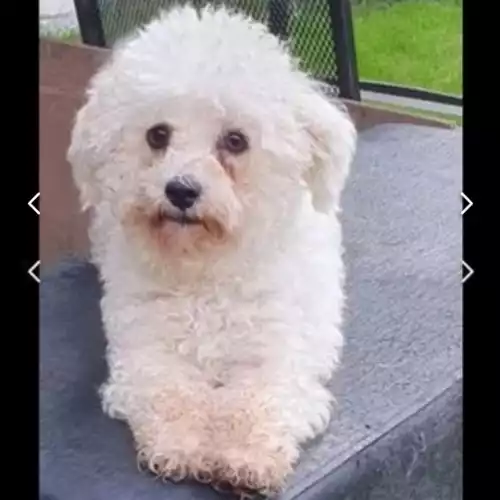 Bichon Frise Dog For Sale in Crawley, West Sussex