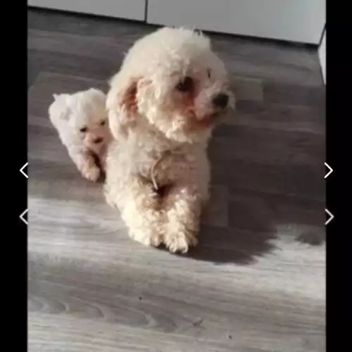 Bichon Frise Dog For Sale in Crawley, West Sussex