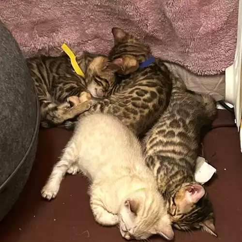 Bengal Cat For Sale in Erdington, West Midlands