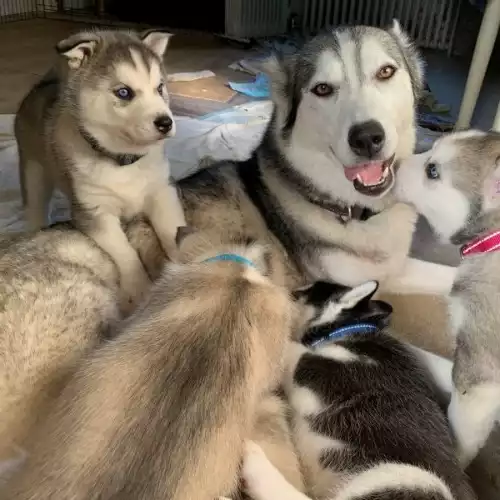 Siberian Husky Dog For Sale in Uxbridge Moor, Greater London