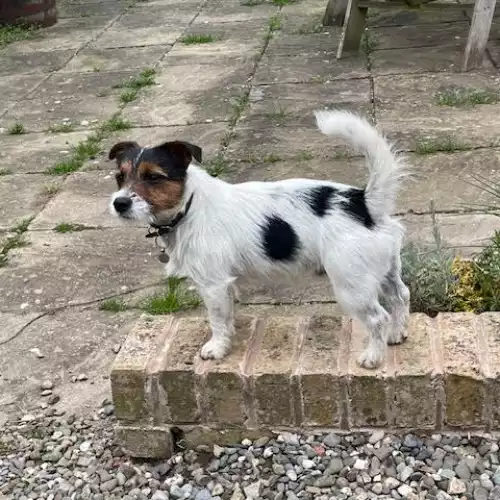 Jack Russell Dog For Stud in Shrewsbury, Shropshire, England