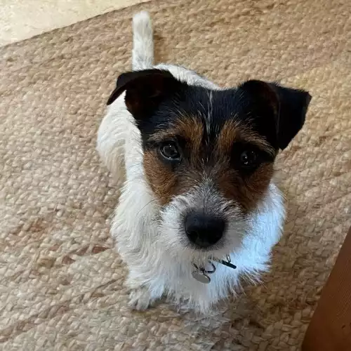 Jack Russell Dog For Stud in Shrewsbury, Shropshire, England