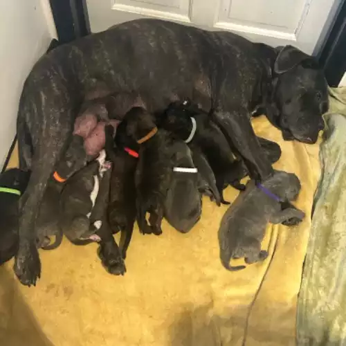 Cane Corso Dog For Sale in Higham Wood, Kent