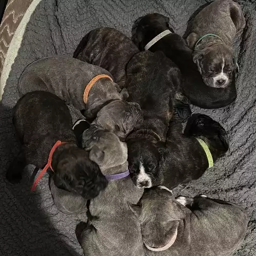 Cane Corso Dog For Sale in Higham Wood, Kent