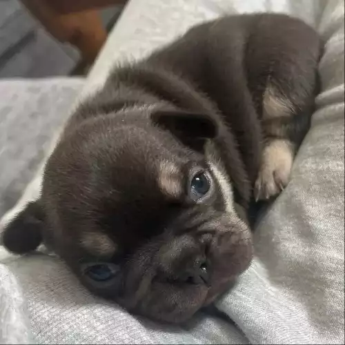 French Bulldog Dog For Sale in Mill Hill, Greater London, England