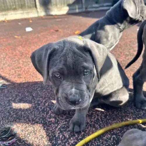 Cane Corso Dog For Sale in Newark-on-Trent, Nottinghamshire, England