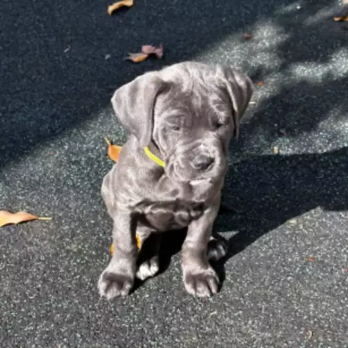 Cane Corso Dog For Sale in Newark-on-Trent, Nottinghamshire, England