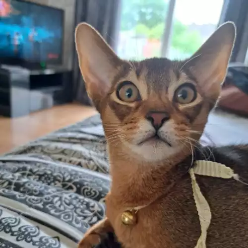 Abyssinian Cat For Adoption in Wolverhampton, West Midlands, England