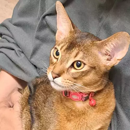 Abyssinian Cat For Adoption in Wolverhampton, West Midlands, England