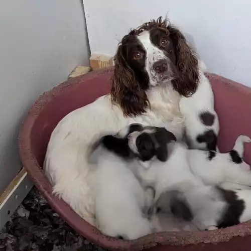 English Springer Spaniel Dog For Sale in Carmarthen / Caerfyrddin, Dyfed, Wales