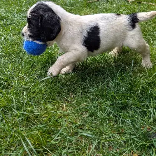 English Springer Spaniel Dog For Sale in Carmarthen / Caerfyrddin, Dyfed, Wales