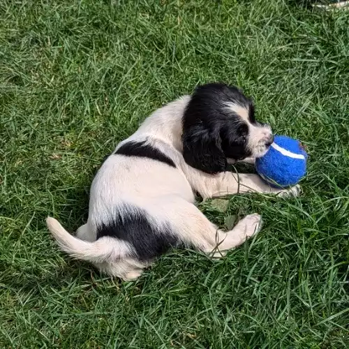 English Springer Spaniel Dog For Sale in Carmarthen / Caerfyrddin, Dyfed, Wales