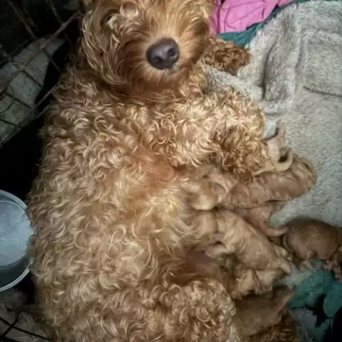 Cockapoo Dog For Sale in Warrington, Cheshire