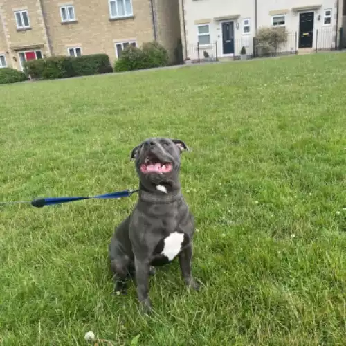 Staffordshire Bull Terrier Dog For Adoption in Warminster, Wiltshire, England