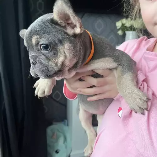 French Bulldog Dog For Sale in Plumstead Common, Greater London