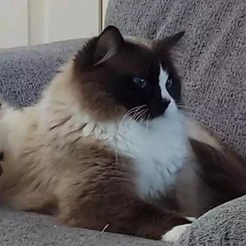 Ragdoll Cat For Stud in Kingston upon Hull