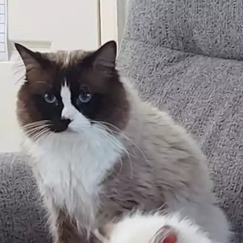 Ragdoll Cat For Stud in Kingston upon Hull