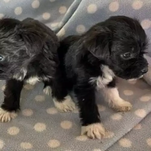 Schnoodle Dog For Sale in Blaenffos, Dyfed, Wales