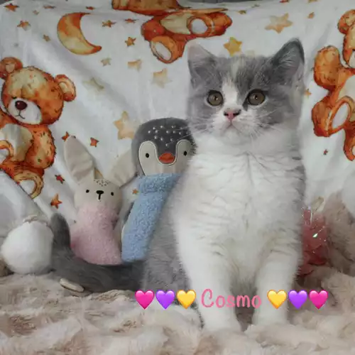 British Shorthair Cat For Sale in Rochdale, Greater Manchester