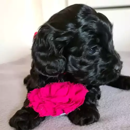 Cockapoo Dog For Sale in Darton, South Yorkshire, England