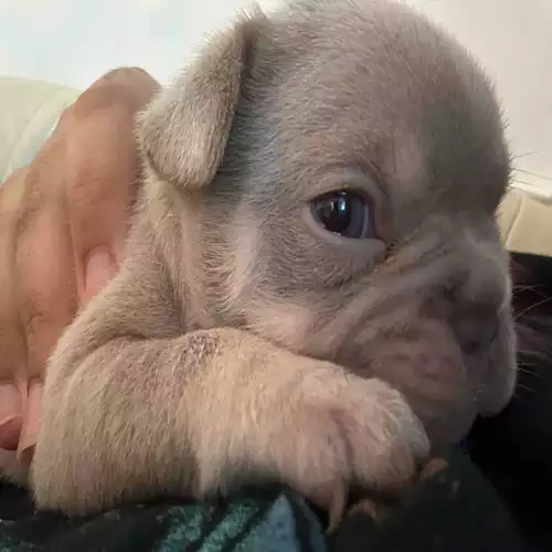 French Bulldog Dog For Sale in Waltham Abbey, Essex