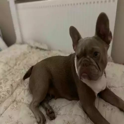 French Bulldog Dog For Sale in Waltham Abbey, Essex