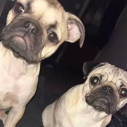 French Bulldog Dog For Sale in Doncaster, South Yorkshire