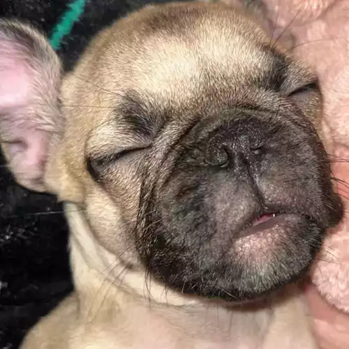 French Bulldog Dog For Sale in Doncaster, South Yorkshire