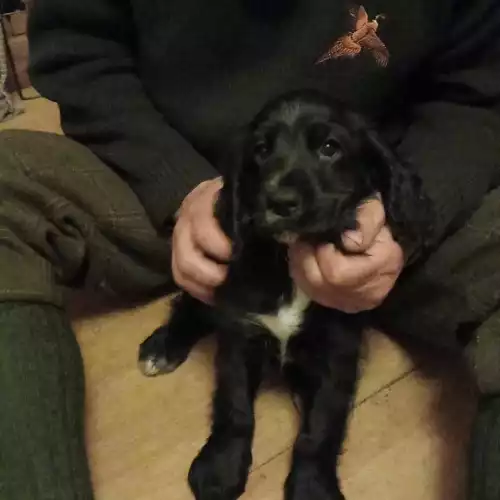 Cocker Spaniel Dog For Sale in Turriff, Aberdeenshire