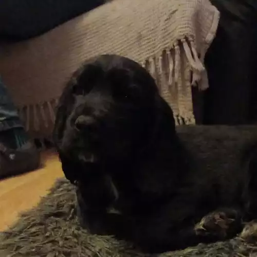 Cocker Spaniel Dog For Sale in Turriff, Aberdeenshire