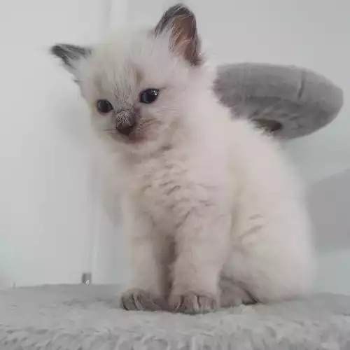 Ragdoll Cat For Sale in Cambridge, Cambridgeshire, England